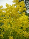 Galium verum. Соцветие. Удмуртия, г. Ижевск, Ботанический сад Удмуртского госуниверситета. 10.07.2009.