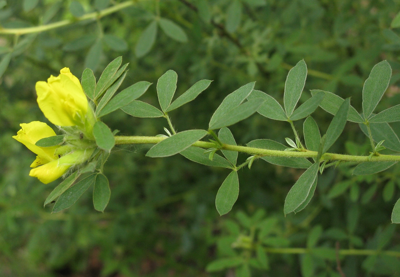 Изображение особи Chamaecytisus blockianus.