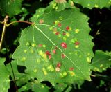 Populus tremula