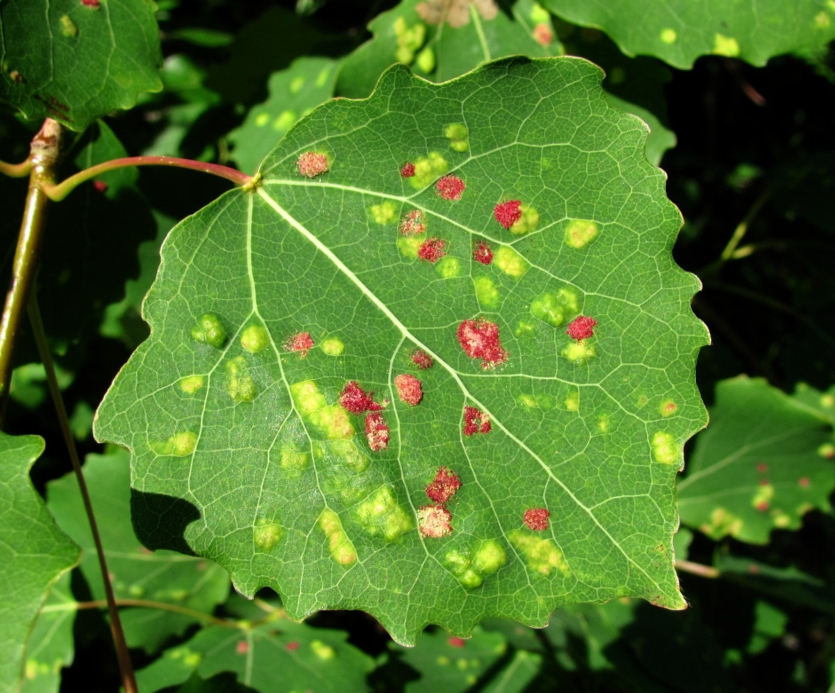 Изображение особи Populus tremula.