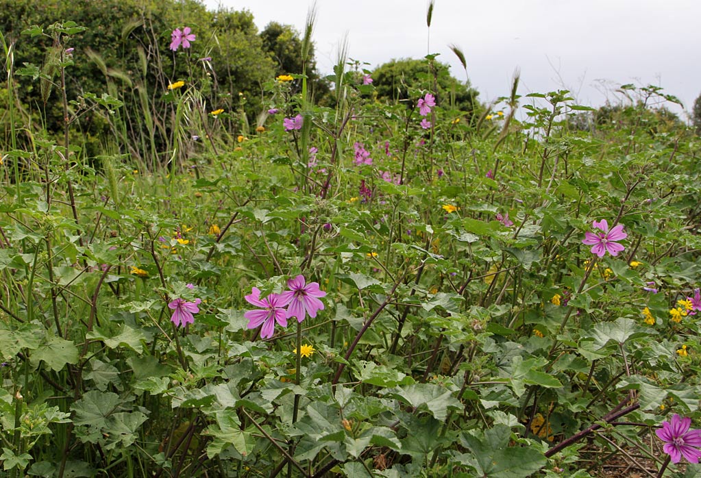 Изображение особи Malva erecta.