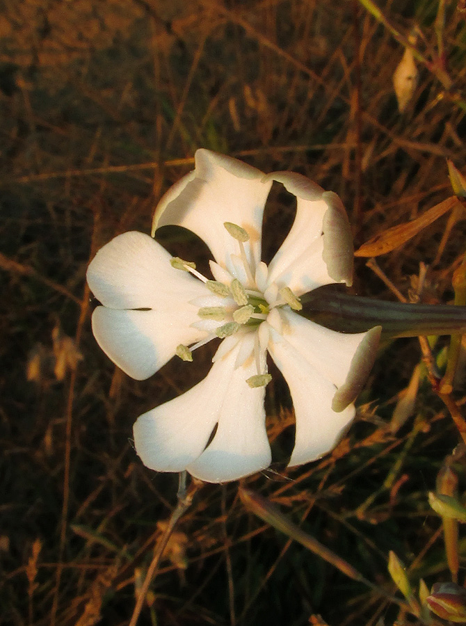 Изображение особи Silene bupleuroides.