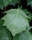 Sorbus torminalis