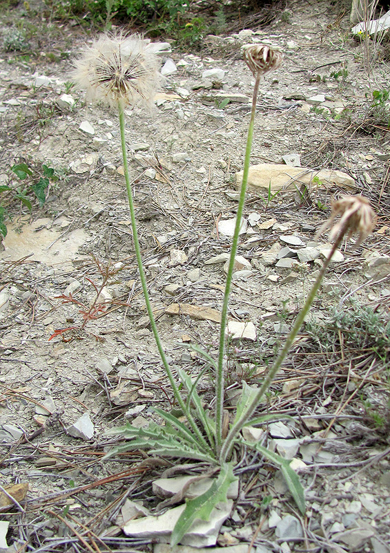 Image of Leontodon asperrimus specimen.
