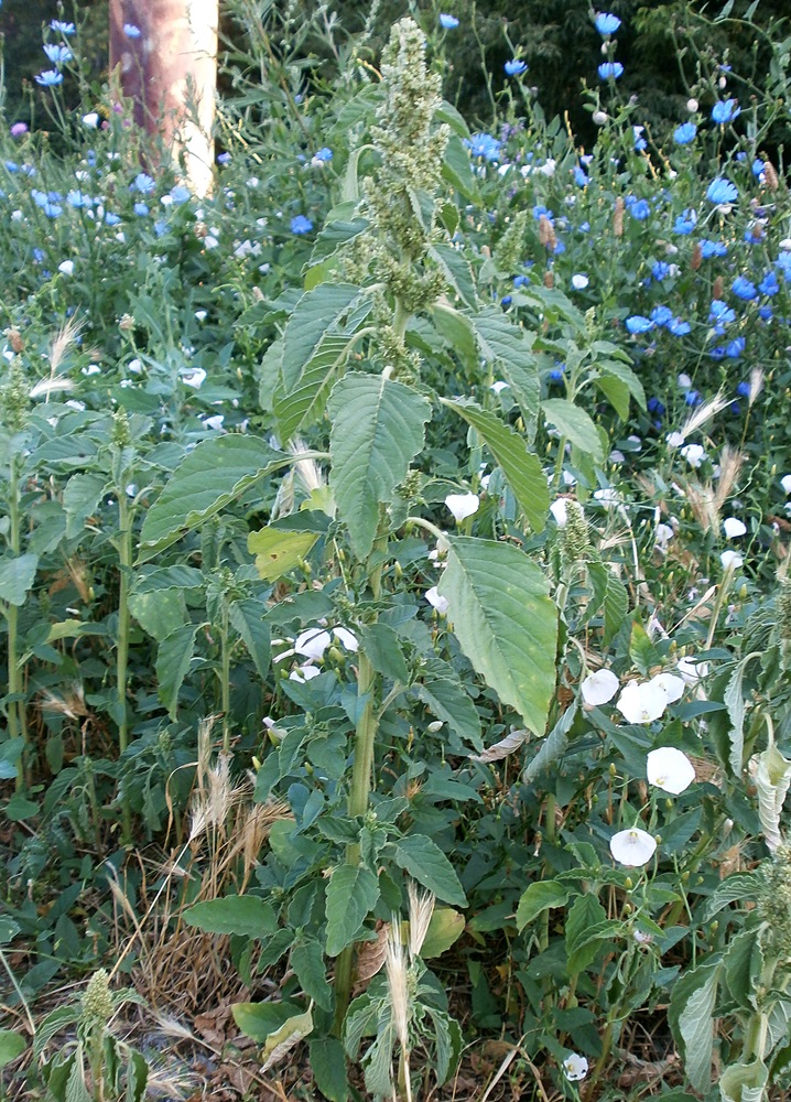 Image of Amaranthus retroflexus specimen.