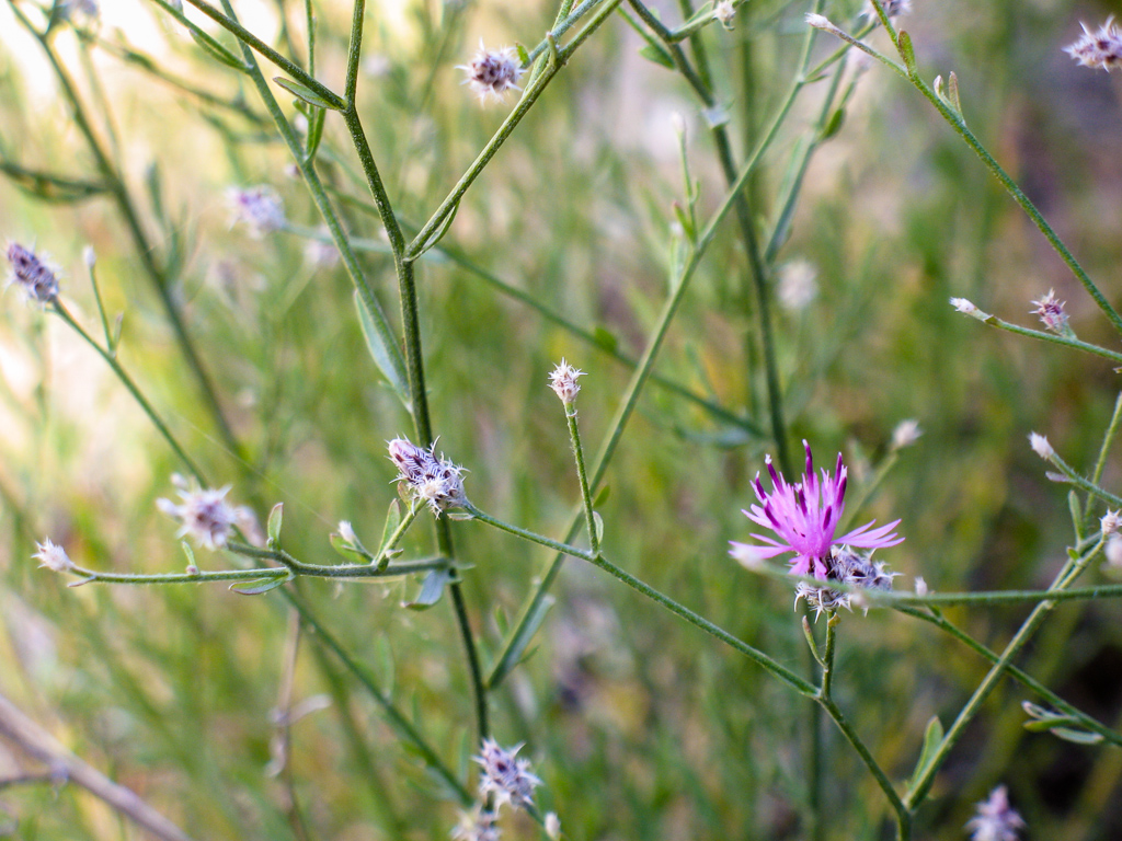 Image of Centaurea pseudosquarrosa specimen.