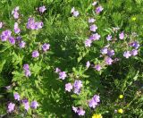 Geranium sylvaticum. Цветущие растения. Кольский п-ов, Восточный Мурман, пос. Дальние Зеленцы. 22.07.2009.
