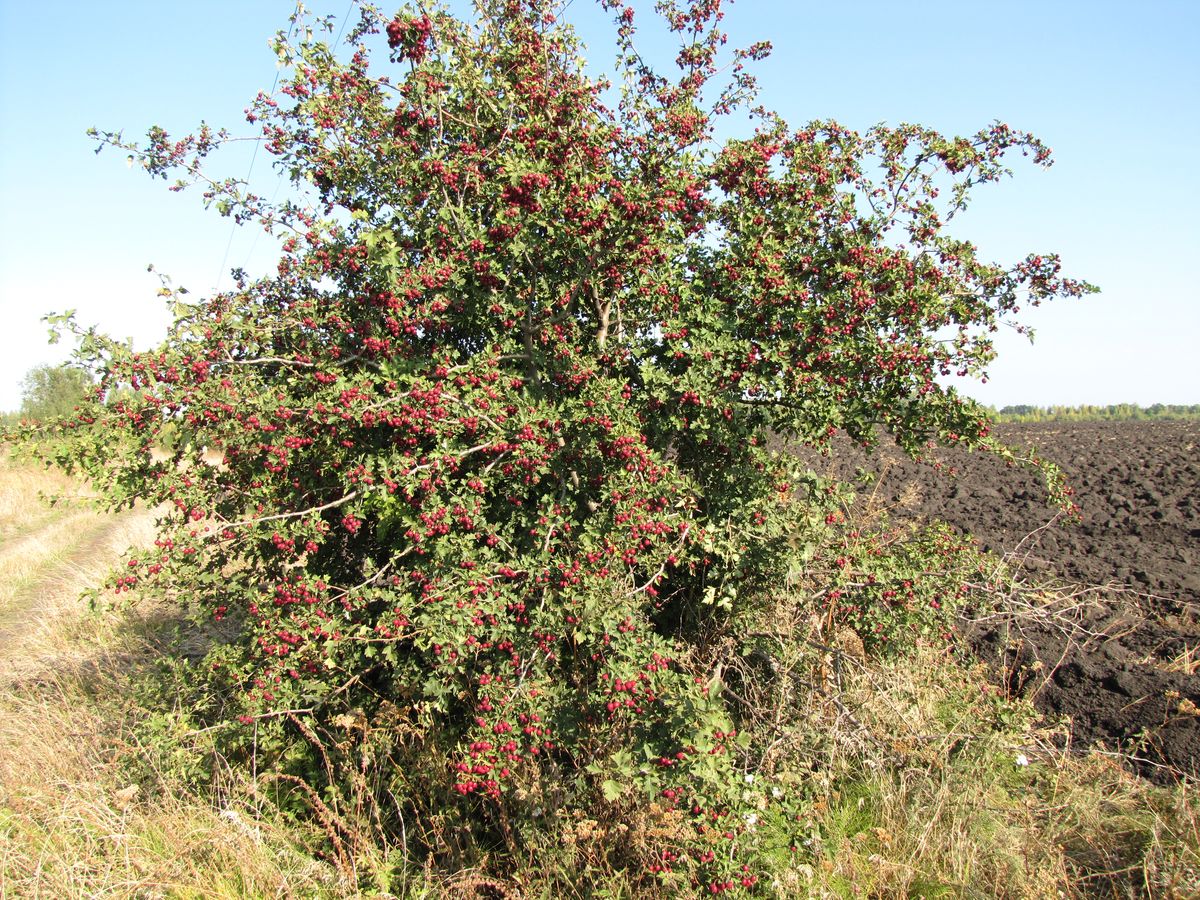 Изображение особи Crataegus volgensis.