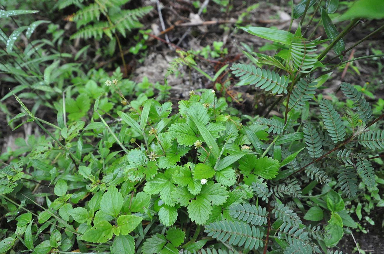 Image of Fragaria vesca specimen.