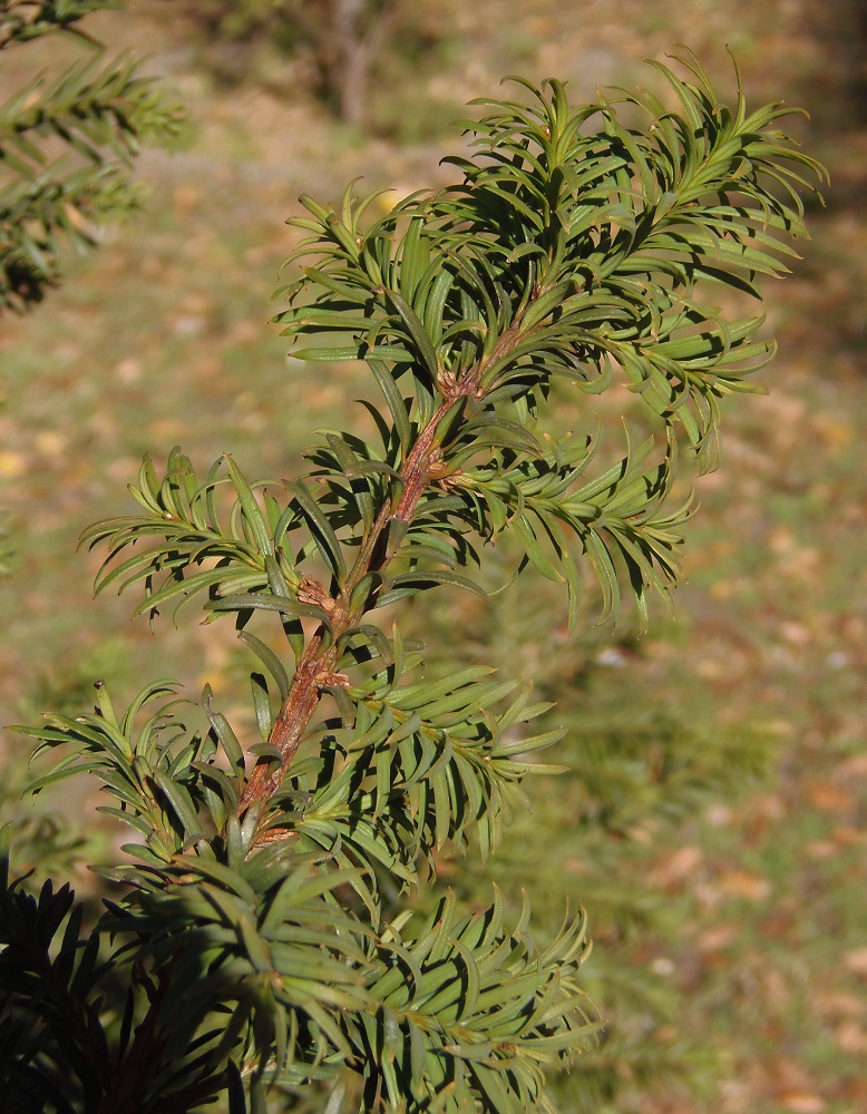 Image of Taxus baccata specimen.