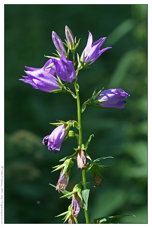 Image of Campanula latifolia specimen.