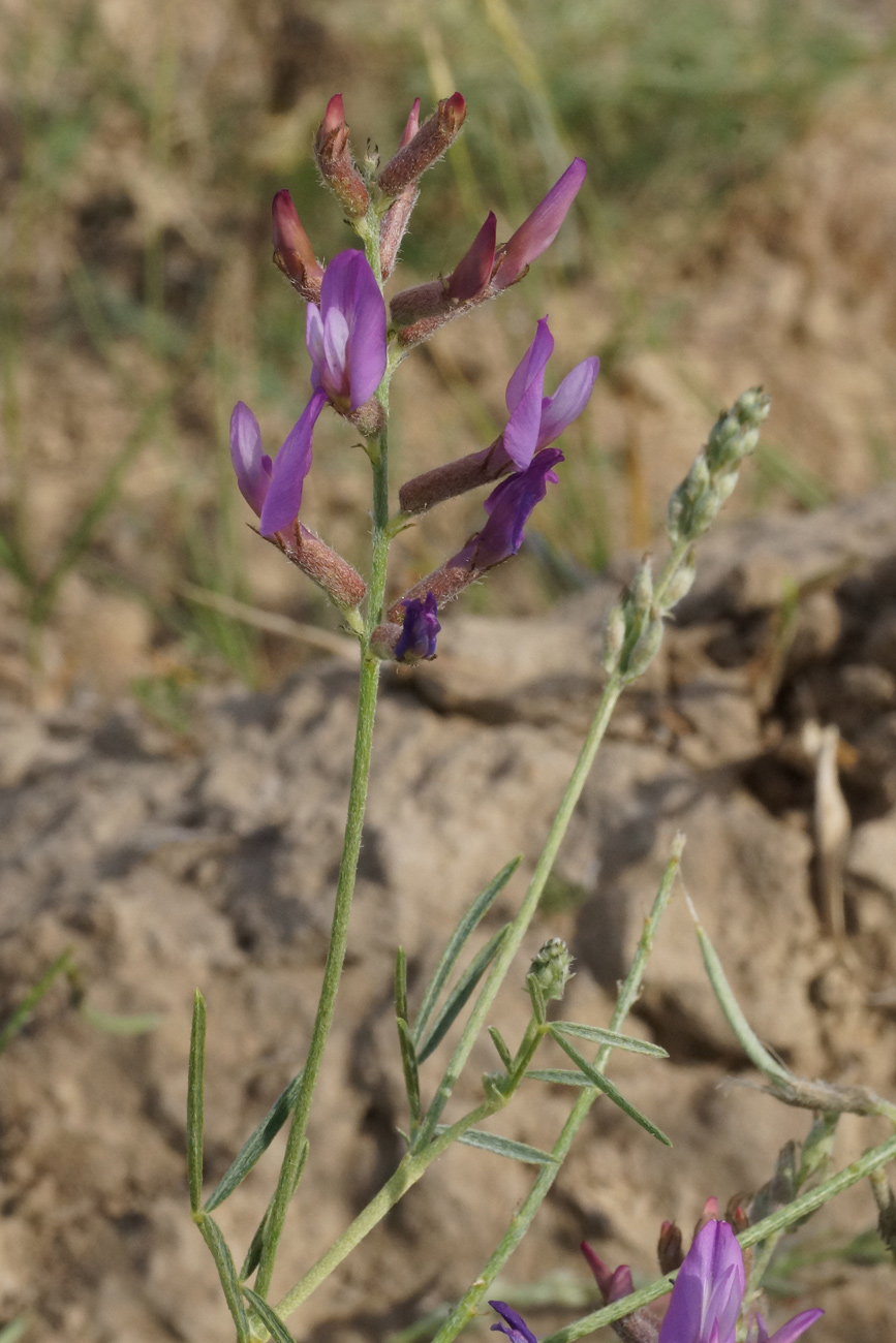 Изображение особи Astragalus polyceras.