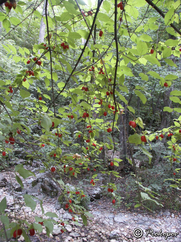 Изображение особи Cornus mas.