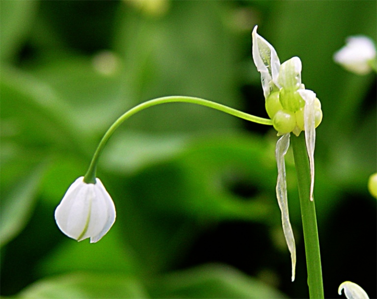 Изображение особи Allium paradoxum.