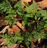 Adonis amurensis