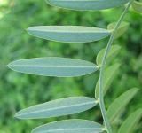 Onobrychis viciifolia
