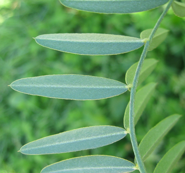 Image of Onobrychis viciifolia specimen.