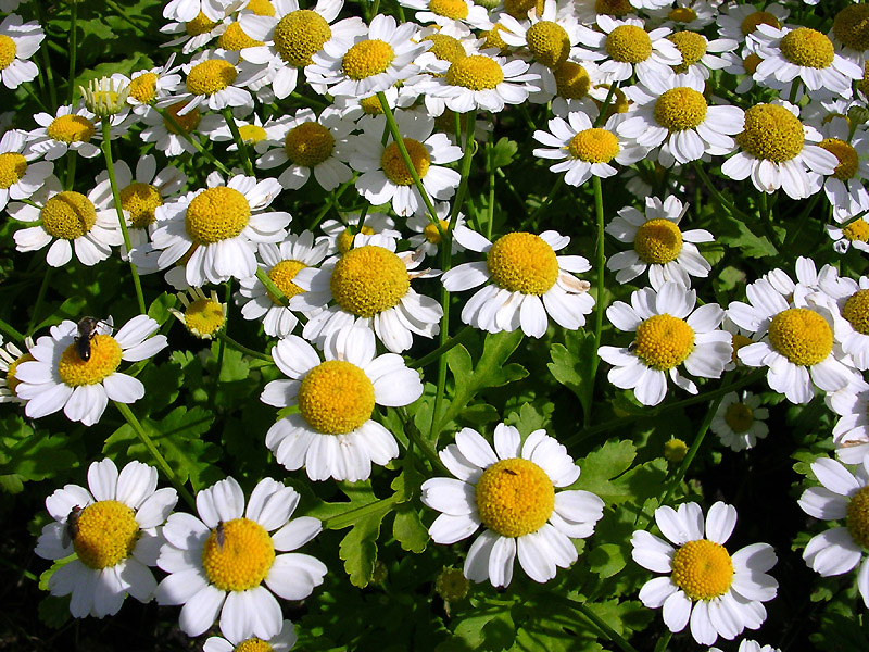 Изображение особи Pyrethrum parthenium.