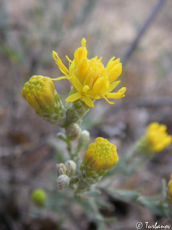 Image of Galatella villosa specimen.