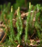 Lycopodium annotinum