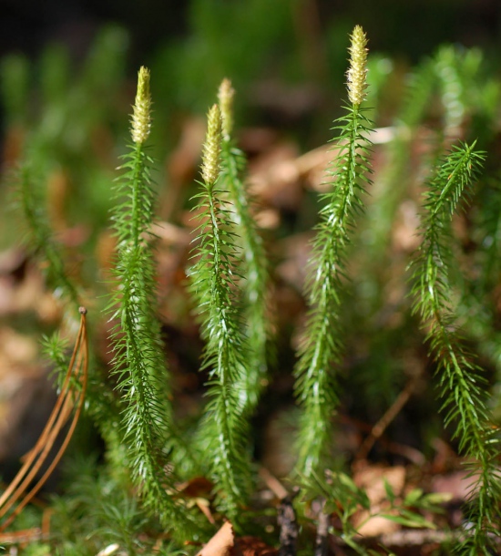 Плаун двуострый. Плаун обоюдоострый. Lycopodium annotinum. Плаун темный.