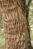 Populus diversifolia