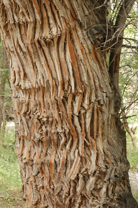 Image of Populus diversifolia specimen.