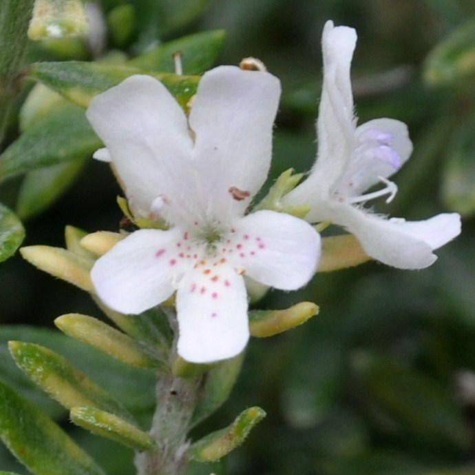 Image of Westringia fruticosa specimen.