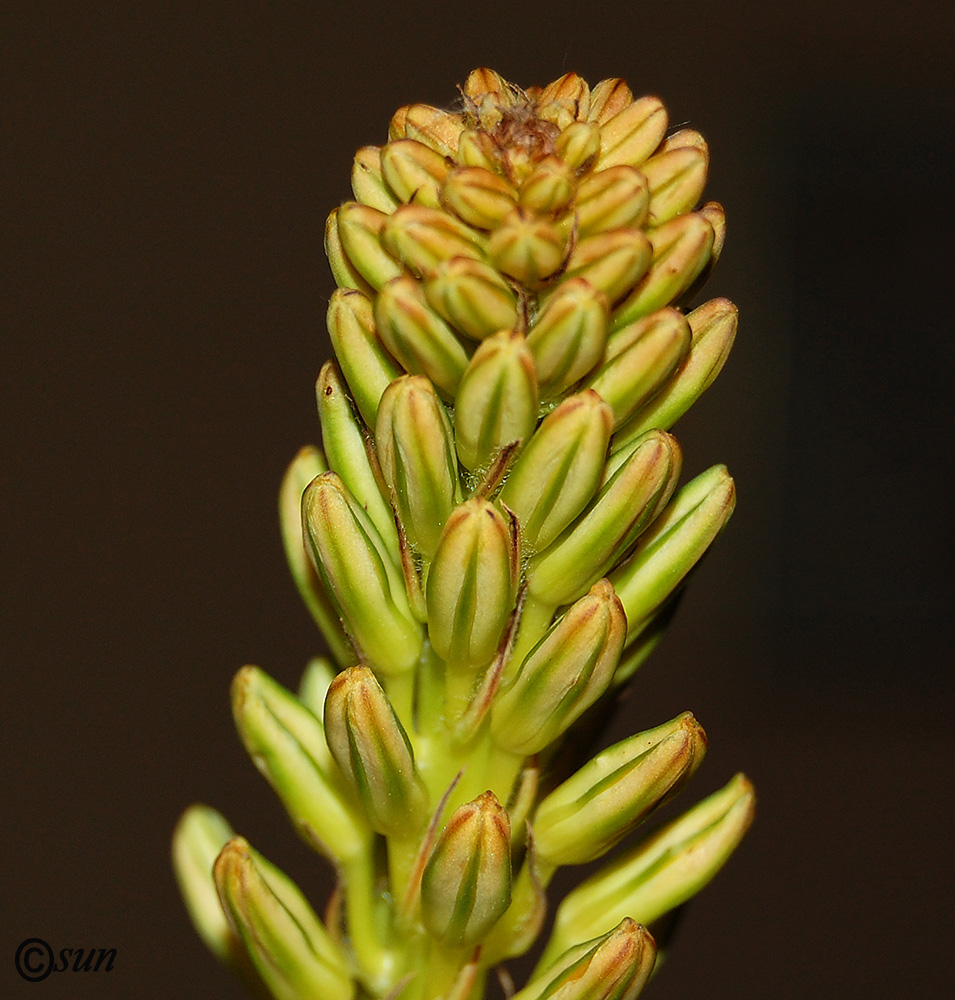 Изображение особи Eremurus spectabilis.
