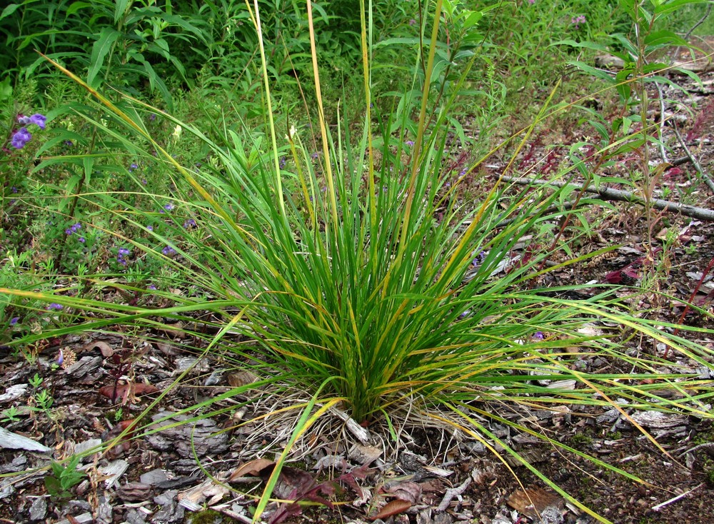 Изображение особи Deschampsia cespitosa.