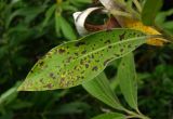 Salix gmelinii