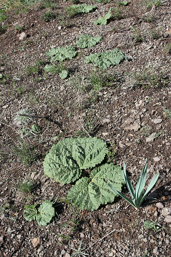 Image of Rheum maximowiczii specimen.