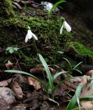 Galanthus woronowii