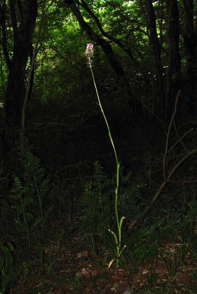 Изображение особи Anacamptis pyramidalis.