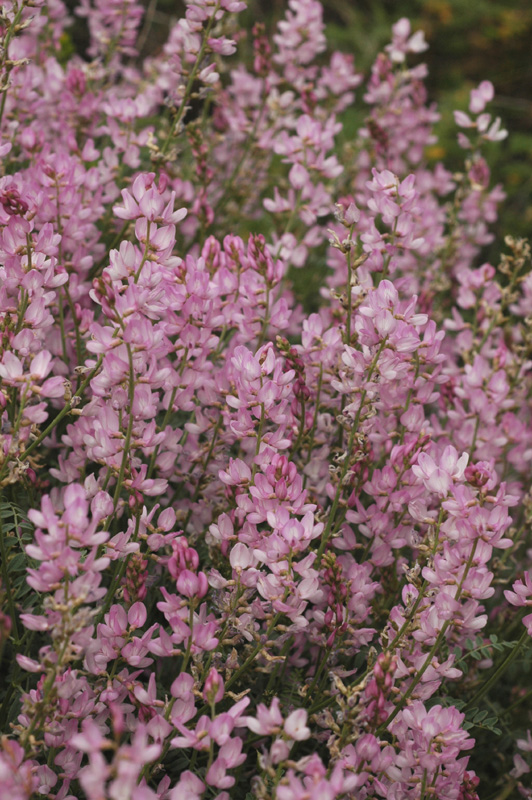 Изображение особи Astragalus macropterus.