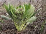 Solenanthus biebersteinii. Цветущее растение. Краснодарский край, м/о г. Новороссийск, хр. Маркотх, гора Квашин Бугор, густой скальнодубово-грабинниковый лес на вершине горы. 11.04.2015.