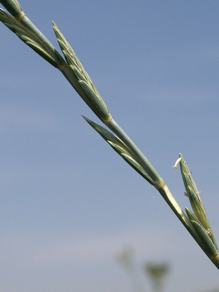 Image of Elytrigia intermedia specimen.