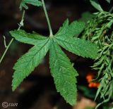 Althaea narbonensis