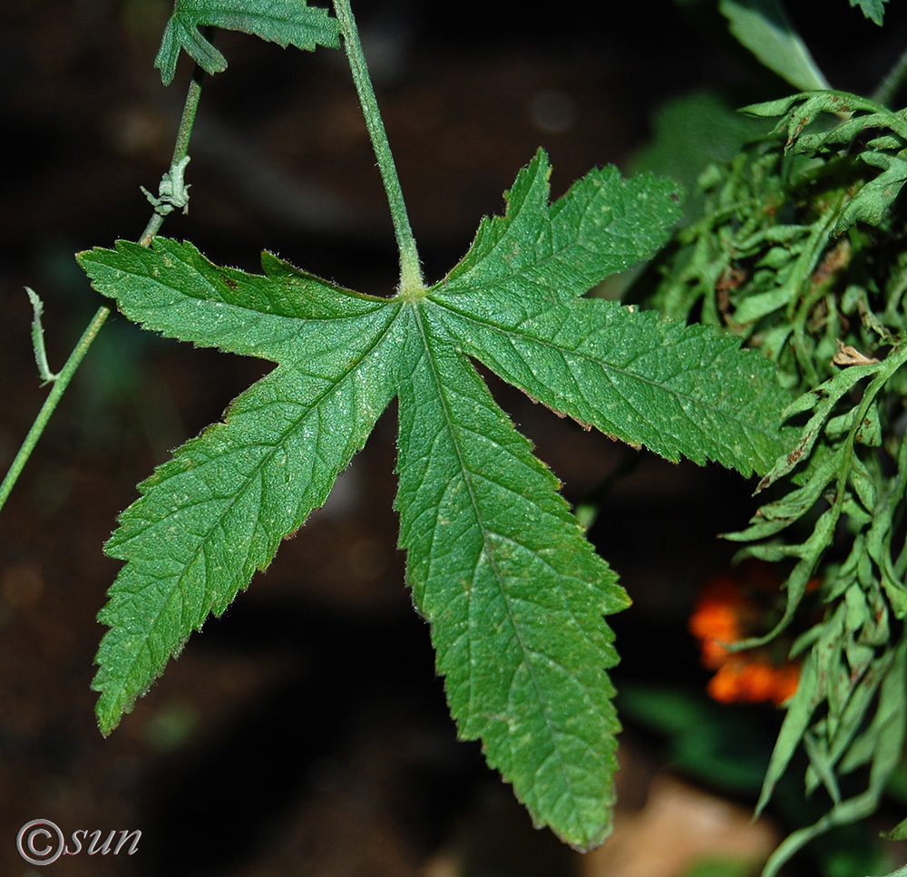 Изображение особи Althaea narbonensis.