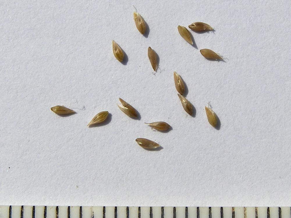 Image of Phleum phleoides specimen.