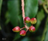 Lauro-cerasus lusitanica