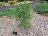 Araucaria montana. Молодое растение. Австралия, г. Брисбен, ботанический сад. 24.10.2015.