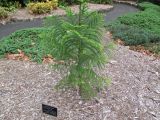 Araucaria montana