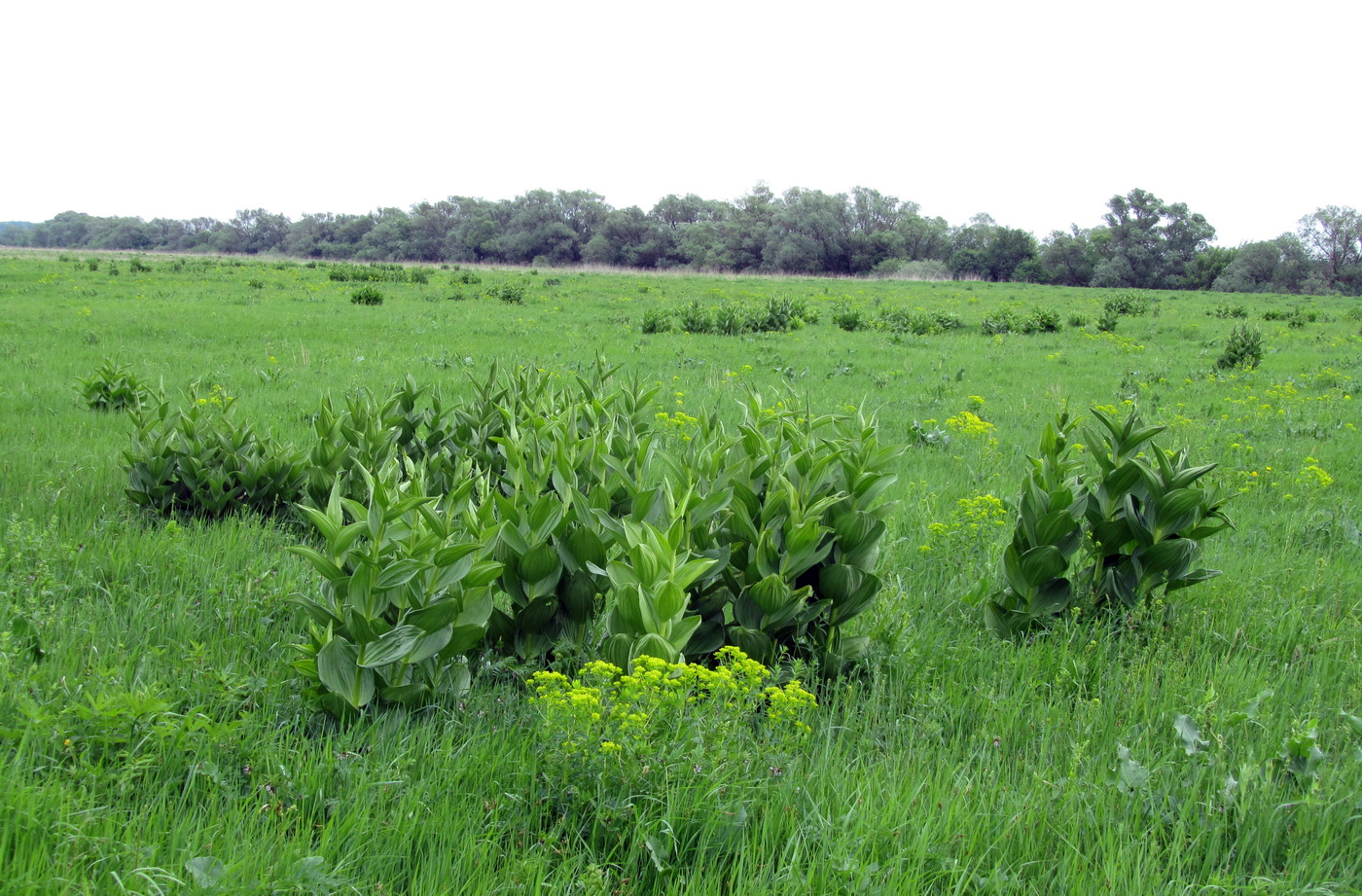 Изображение особи Veratrum lobelianum.