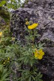 Dasiphora fruticosa. Верхушка цветущего растения. Свердловская обл., Карпинский городской округ, гора Серебрянский Камень, зона горной тундры на выс. 1000-1100 м н.у.м. 18.07.2015.