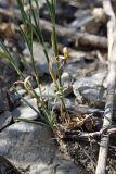 Dianthus karataviensis