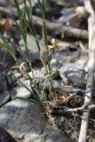 Dianthus karataviensis. Прикорневая часть растения. Южный Казахстан, горы Алатау (Даубаба), Восточное ущелье. 02.07.2014.