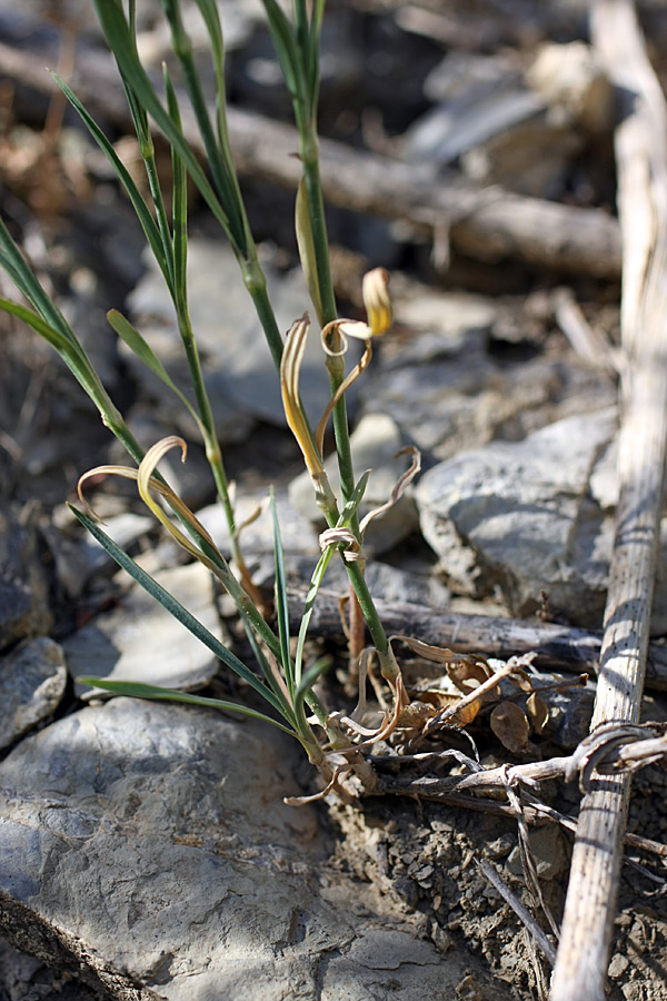 Изображение особи Dianthus karataviensis.