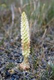Orostachys spinosa. Цветущее растение. Алтай, плоскогорье Укок, долина р. Ак-Алаха (выс. около 2200 м н.у.м.). 23.07.2010.