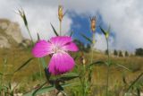 Dianthus oschtenicus. Цветок. Адыгея, Кавказский биосферный заповедник, ур. Яворова Поляна, субальпийский луг, ≈ 1700 м н.у.м. 03.10.2015.